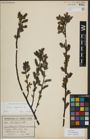 Foto von Salix myrsinifolia Salisb.